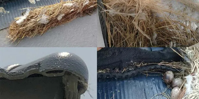 5 วิธีปิดจุดเสี่ยงบนหลังคา ป้องกันนกและสัตว์เล็กยึดบ้าน 1
